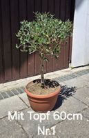 Schöner kleiner robuster Olivenbaum