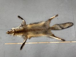 Schweizer Rotfuchs Fuchsfell „neuwertig“ NR3