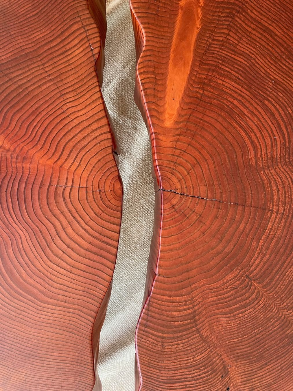 Tavoli: 130-year-old giant sequoia cookie slab lounge table – Nuovo (secondo la descrizione) da Meilen venduto da TN20 3