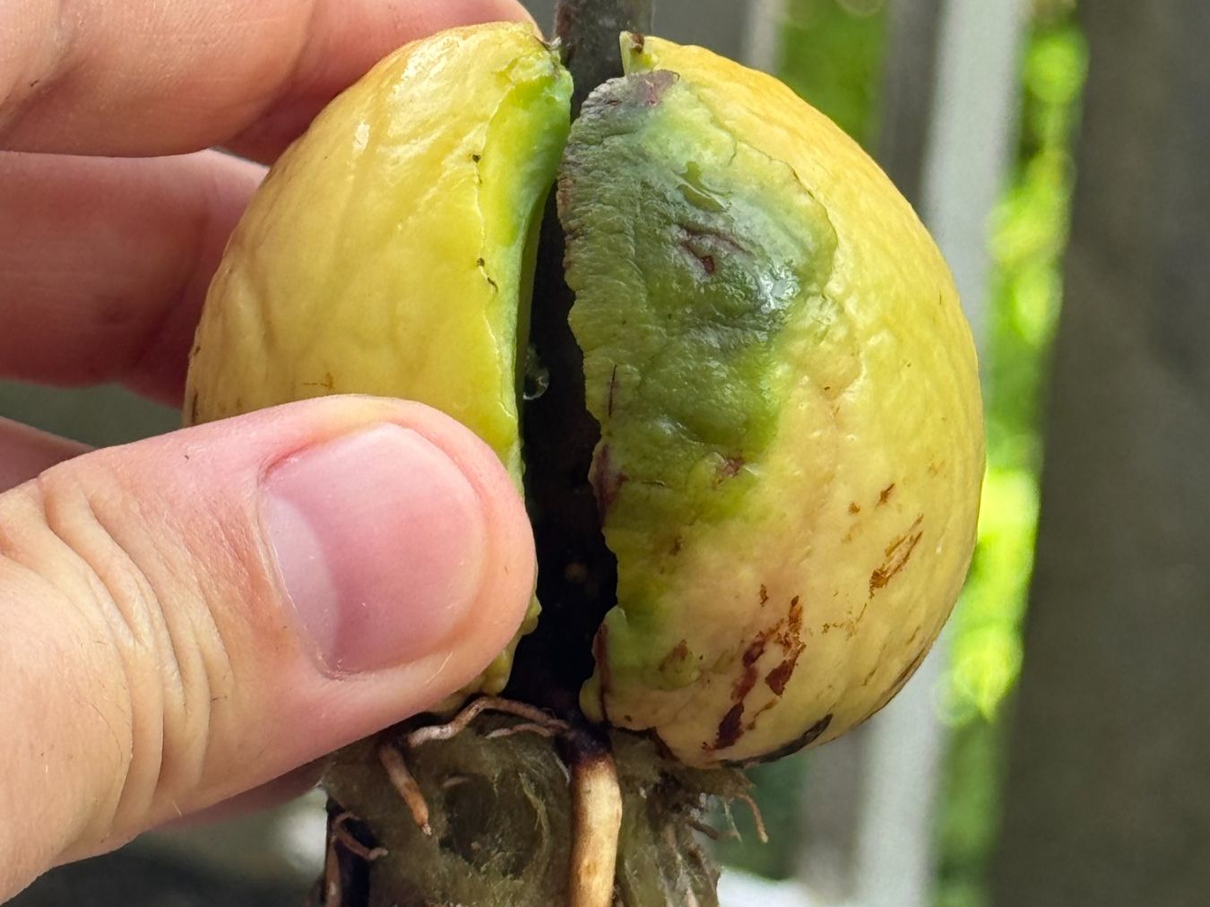 Piante & sementi: Avocado Baum (curved trunk) – Nuovo (secondo la descrizione) da Schlieren venduto da Edgar_k 6