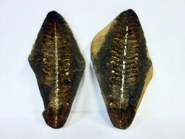 Versteinerte Pflanze Fossil FARN MAZON CREEK ILLINOIS USA