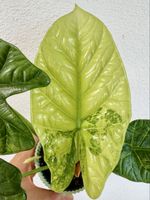 🌿 Alocasia sinuata Variegata (Mint) – Rhizome #1