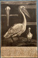 Historischer Kupferstich um 1750 - Pelikan