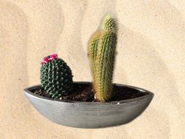 Dekorative Kakteen-Arrangement