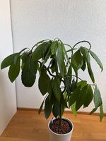 6 jähriger Avocado Bonsai inkl. Hydro-Topf