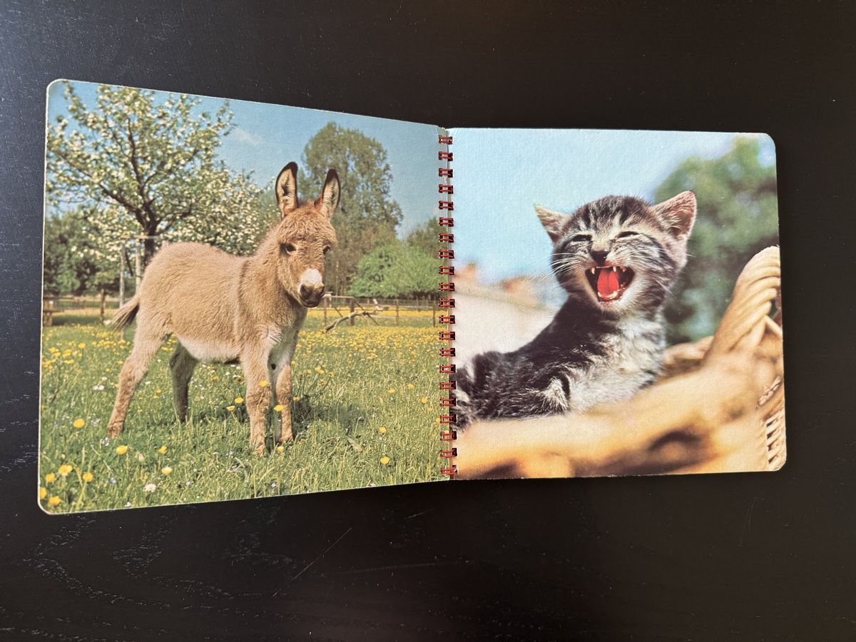 Bücher: "Unsere Haustiere" - Nostalgisches Kinderbuch – Gebraucht aus Erstfeld von Mario_boe0 4