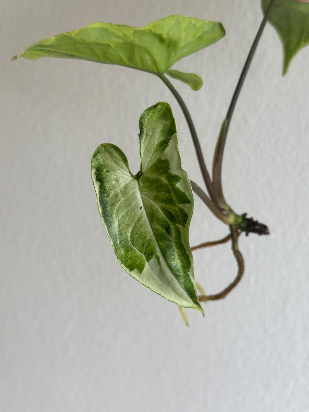Piante & sementi: Syngonium Three Kings - Kopfstecklig #1 – Usato da Zürich venduto da ong8 2