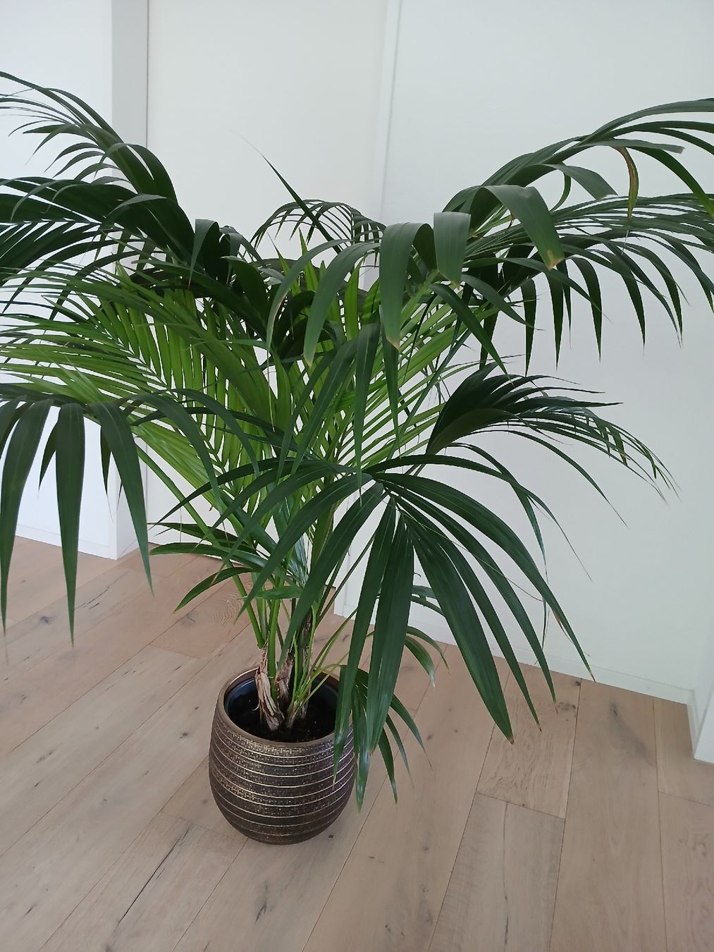 Kentia Palme mit Topf (Gebraucht) in Bischofszell fr CHF 80  nur Abholung  auf Ricardo kaufen