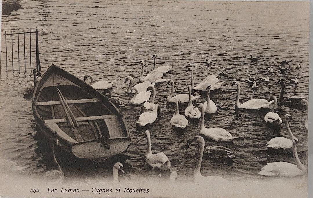 Ansichtskarten: LAC LÉMAN   -  Cygnes et mouettes – Gebraucht aus Delémont von Domdom1