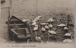 LAC LÉMAN   -  Cygnes et mouettes