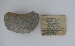 Korallenstock, Fossil aus Gotland