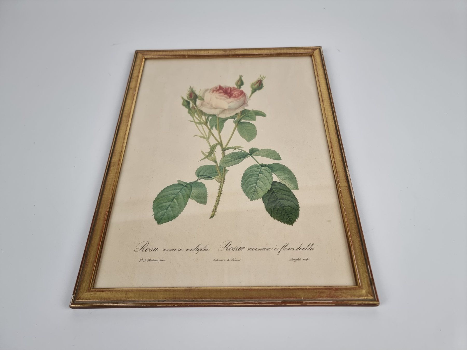 Foto & Immagini: Wandbild Rose – Usato da Urtenen-Schönbühl venduto da Restwert_Schoenbuehl