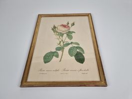 Wandbild Rose
