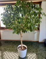 XL Ficus Benjamini Baum