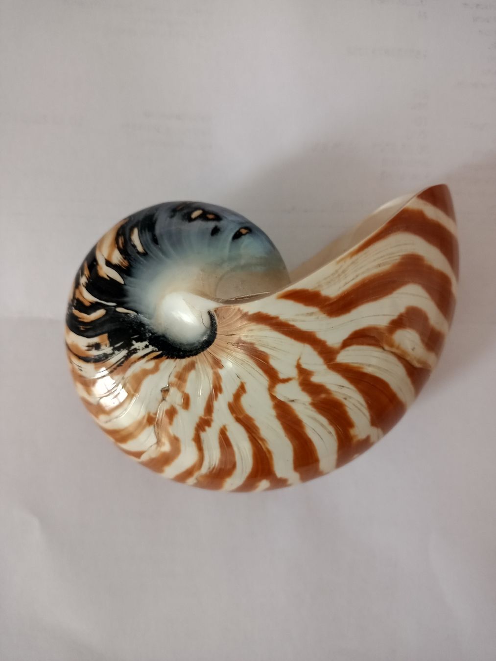 Fossili: Nautilus Muschel – Usato da Zürich venduto da Mephisto87