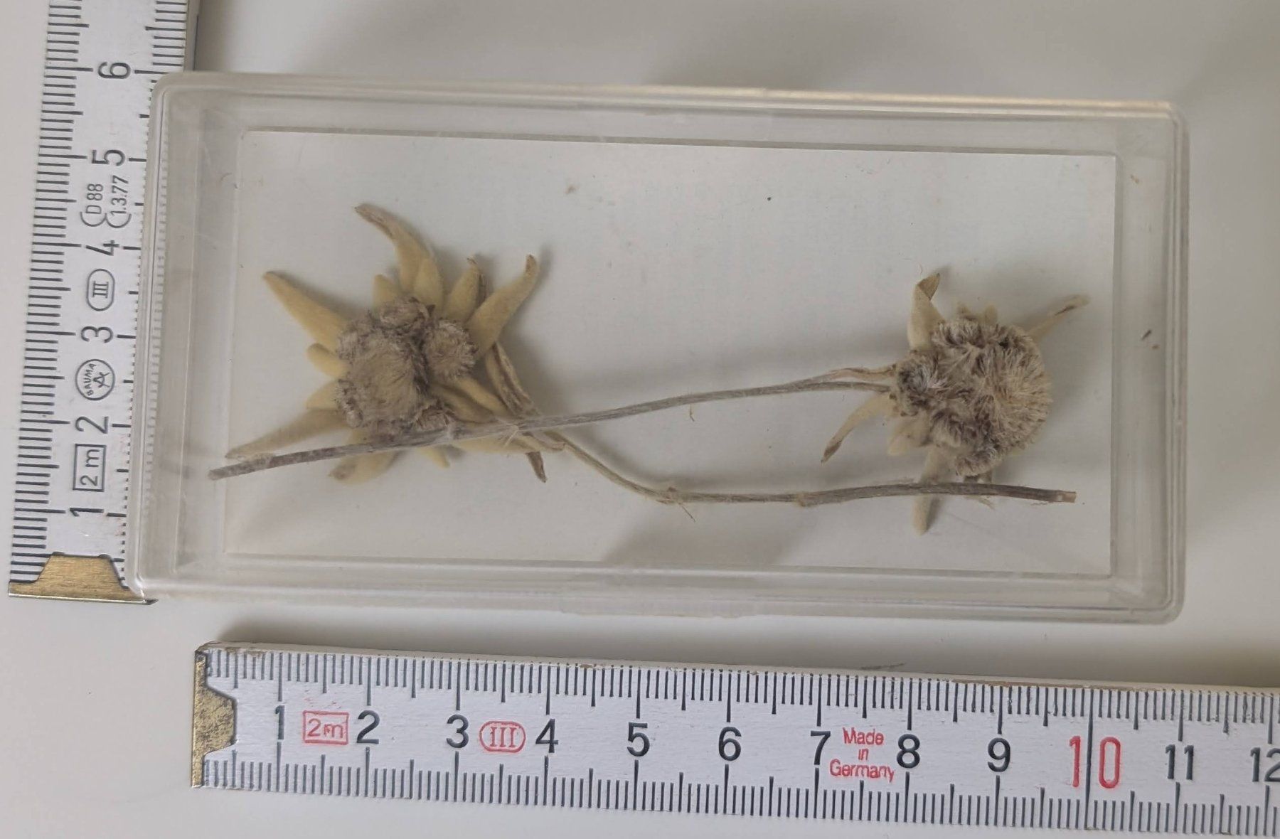 Tutte le decorazioni: Echte Edelweissblumen, getrocknet im Kästchen, selten! – Usato da Zürich venduto da axolottchen 2