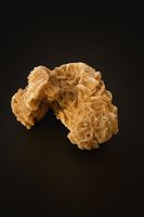 Rose des sables du Sahara
