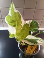 Philodendron Forrest of White