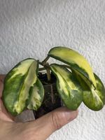 Hoya diversifolia variegata 'Maharani'