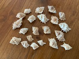 Lot 21 coquillages / Pack 21 Muscheln