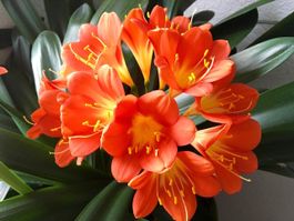 Klivie – Clivia miniata - 3 Jungpflanzen