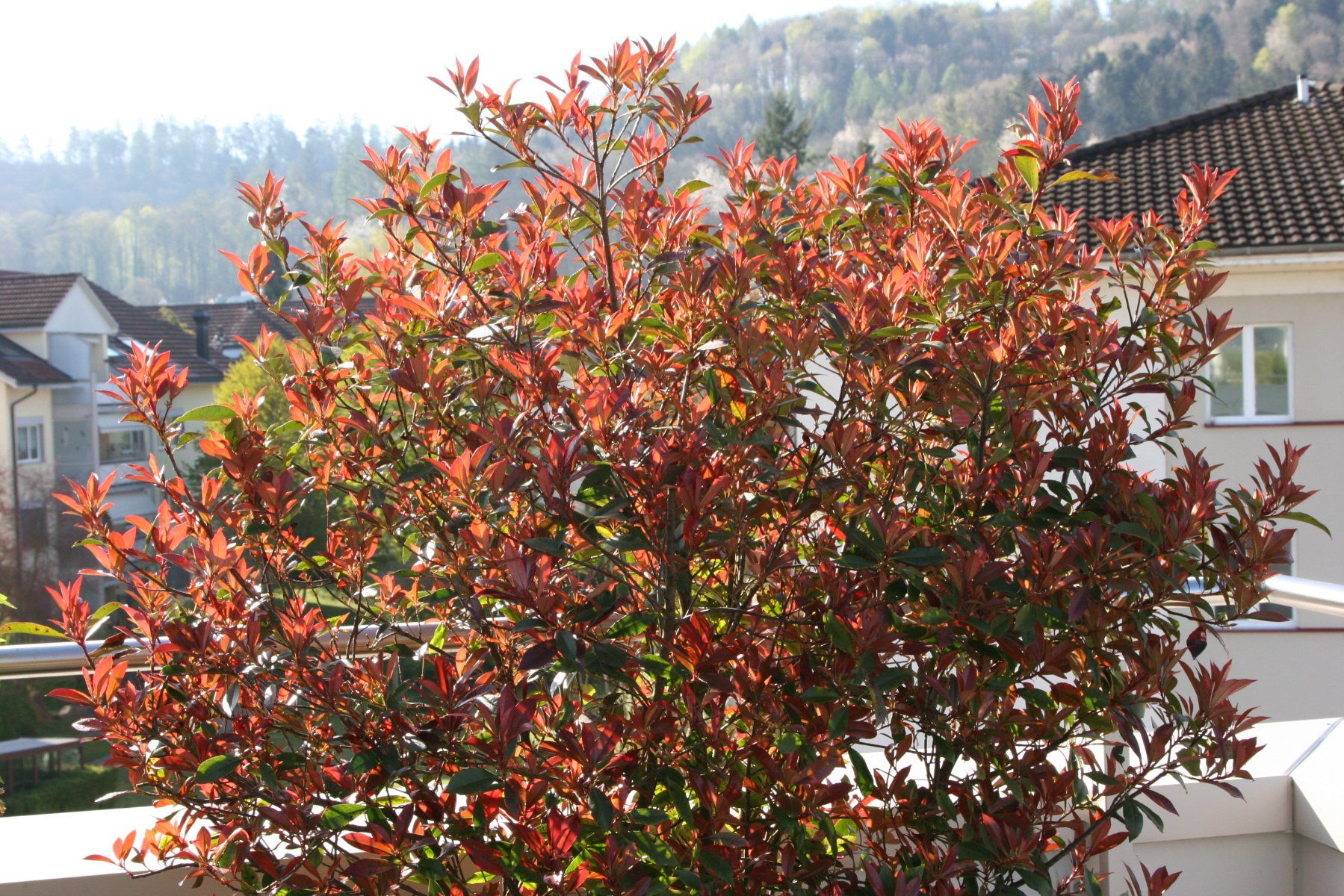camilvy glanzmispel Glanzmispel 'Camilvy' - Photinia x fraseri Camilvy