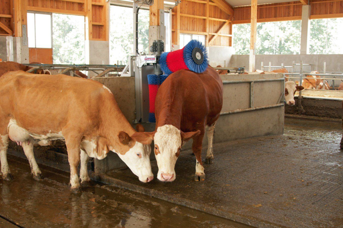 Altre attrezzature per stalle: Kratzbürste Happycow Duo – Usato da Wuppenau venduto da patrick-buehler 1