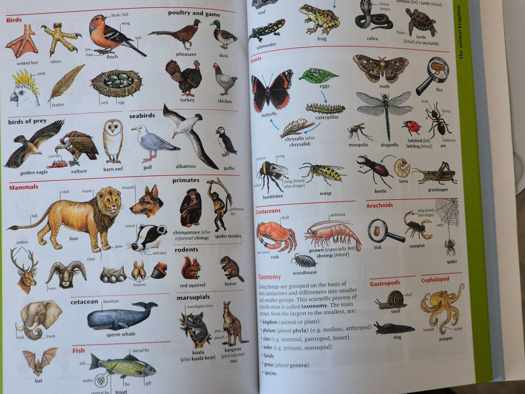 Libri: Oxford Advanced Learner's Dictionary 8th Edition – Usato da Seewen SZ venduto da SuperpumaDisplayTeam 3