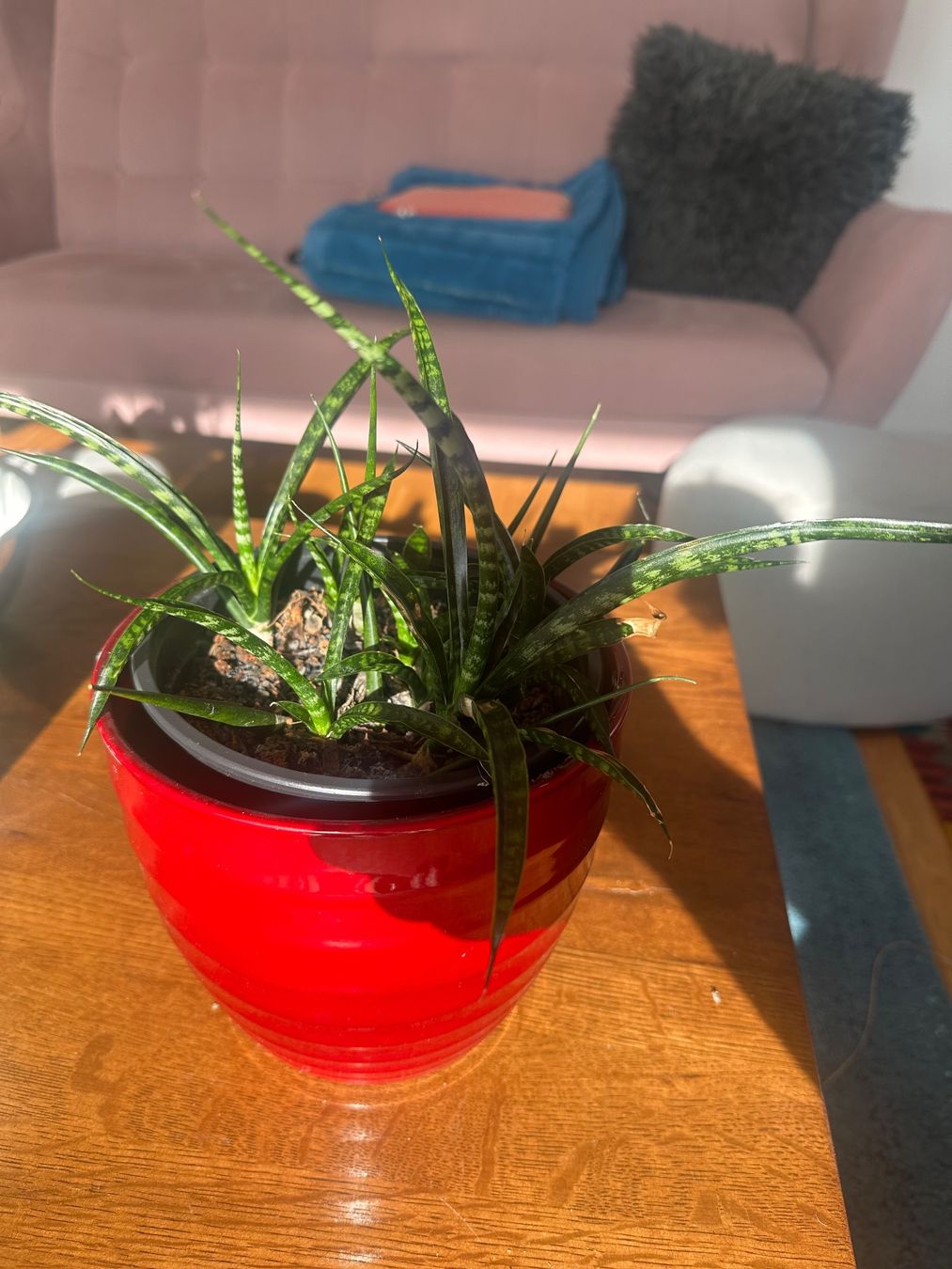Piante & sementi: Sansevieria Mikado-Pflanze (gross) – Nuovo (secondo la descrizione) da Boll venduto da Ha-Se 1