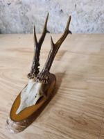 Reh, Geweihe, Trophäe, Horn, Dekoration, Jagd Abwurfstangen