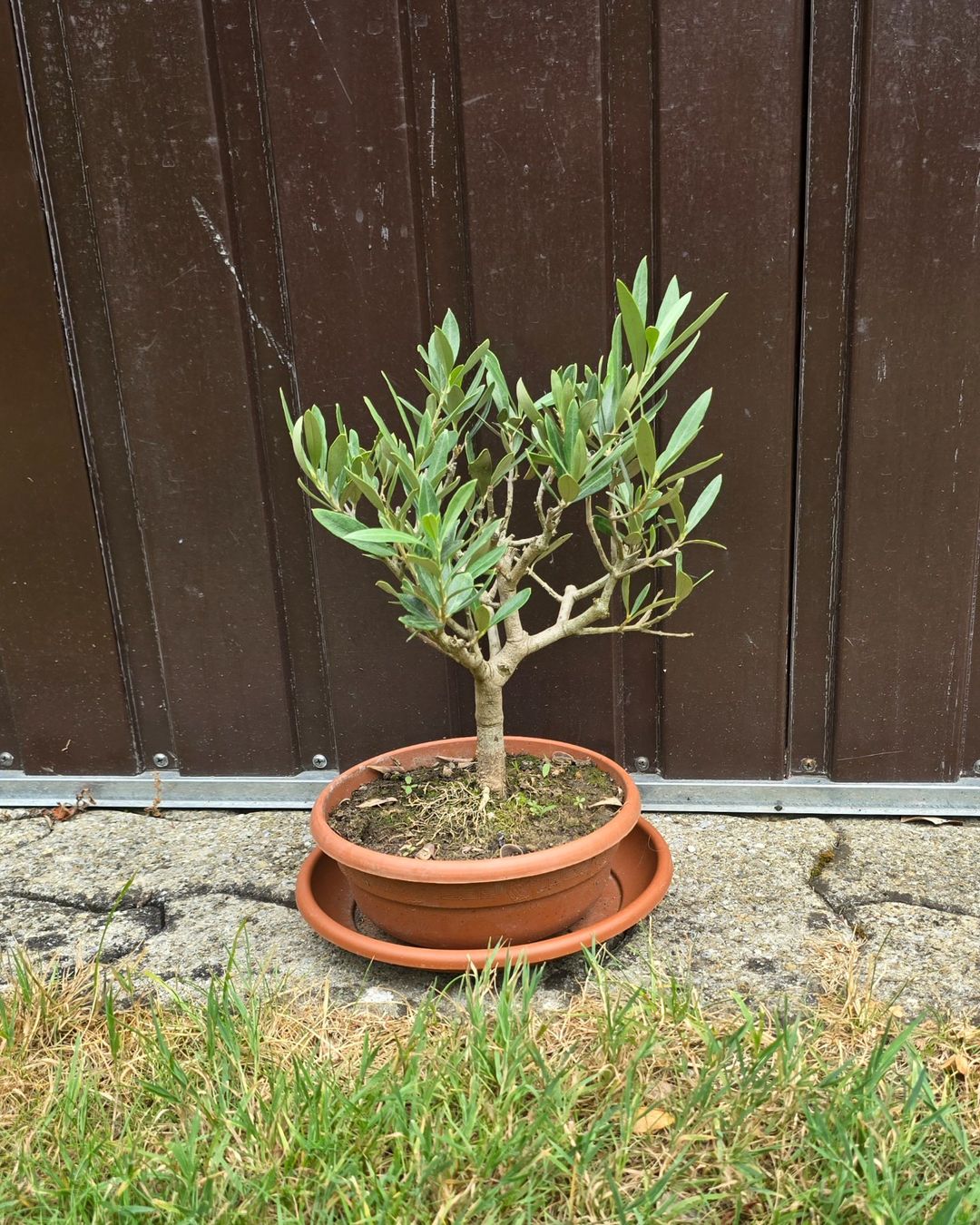 Pflanzen & Samen: Kleiner Olivenbaum Bonsai Art – Gebraucht aus Aarburg von popkorn65 3