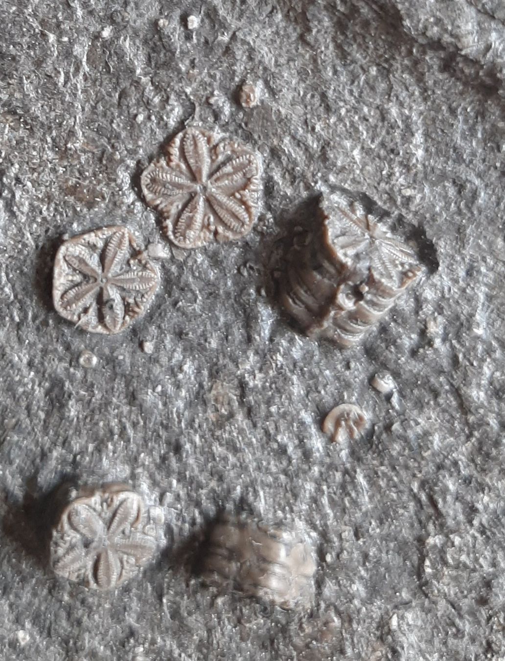 Fossilien: fossilie Seelilie Deutschland – Gebraucht aus Rickenbach BL von Oktober68 7