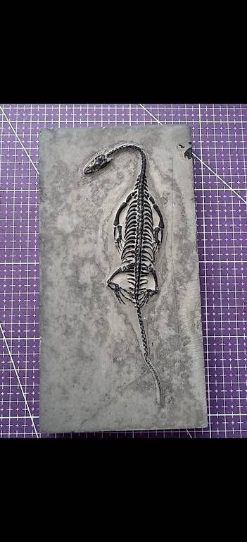 Fossili: Keichousaurus Fossil – Usato da Abtwil AG venduto da dca_gch7