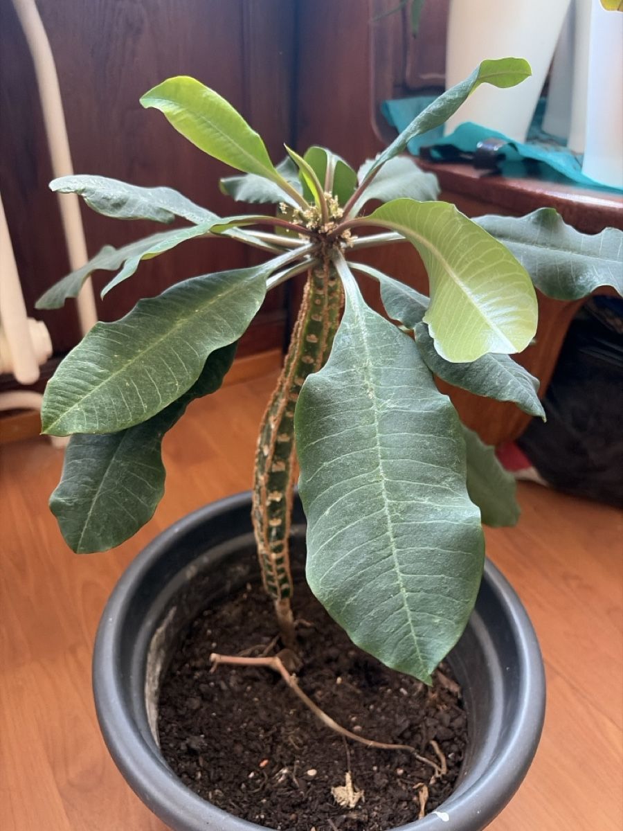 Piante & sementi: Madagaskar spuck Palme – Usato da Opfershofen TG venduto da dan_nxk8 1