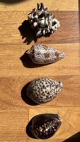 Schöne Muscheln Sammlung, 4 Stück, für Dekoration🐚