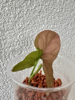 Syngonium Pink Splash – young plant 🩷🌱