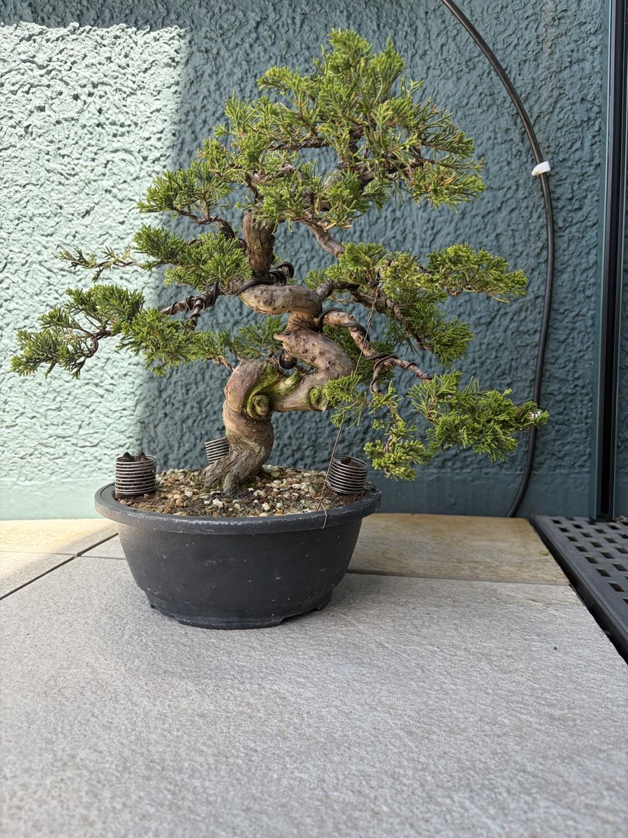 Piante & sementi: Wacholder bonsai 30 cm – Usato da Illnau venduto da rav_56tg