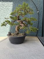 Wacholder bonsai 30 cm