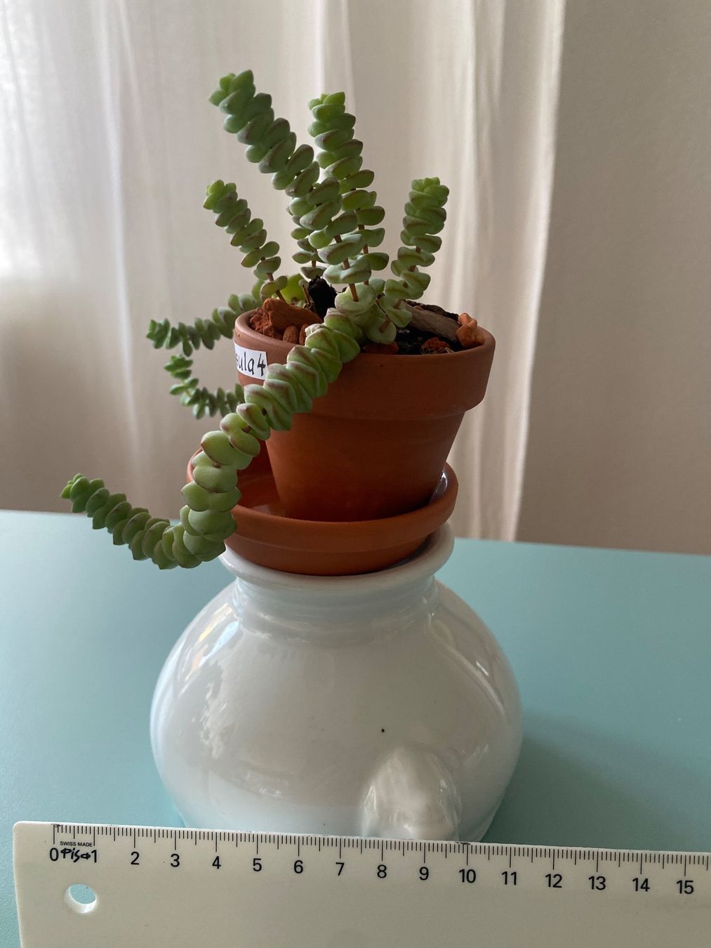 Plantes & graines: Felsendickblatt Sukulente 'Crassula' – Neuf (Voir description) à Zürich par echt01 1