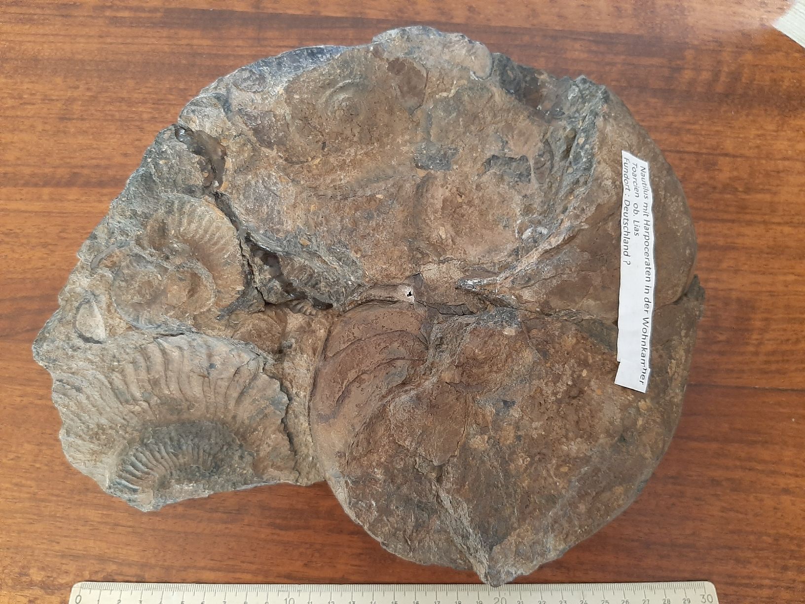 Fossili: Schöner Nautilus – Usato da Rickenbach BL venduto da Oktober68 4