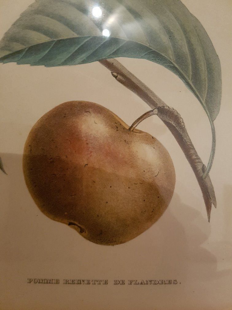 Poster & Bilder: Stich Äpfeln – Neu (gemäss Beschreibung) aus Gamprin-Bendern von uk9487Liechtenstein 2
