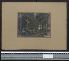 Fotografie Welzheim, Waldpartie im Wiesl
