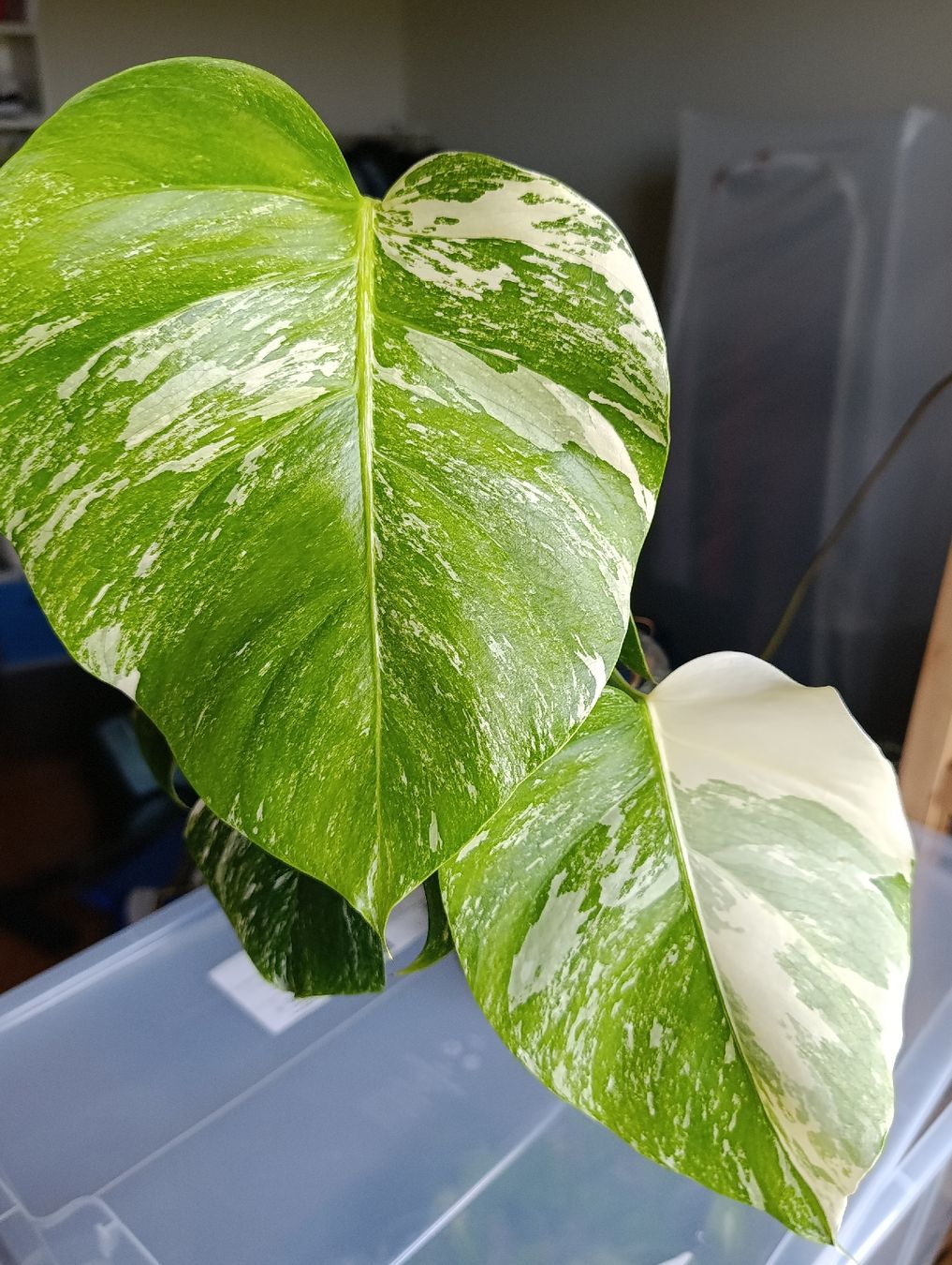 Pflanzen & Samen: Monstera Variegata Steckling – Neu (gemäss Beschreibung) aus Baar von L.isa28 1