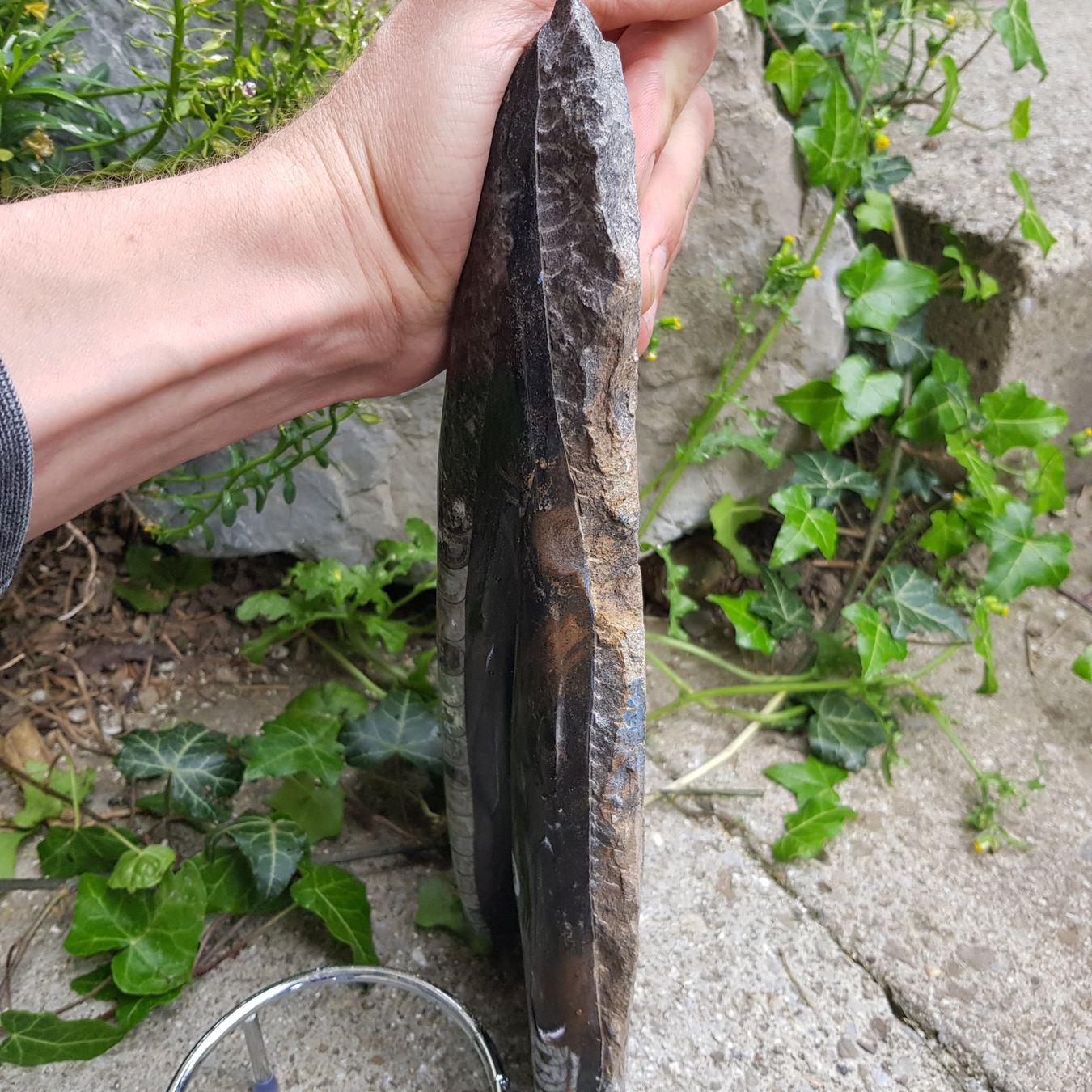 Fossili: Orthoceras Platte 2.64Kg – Nuovo (secondo la descrizione) da Schwanden-Brienz venduto da Testudo06 3