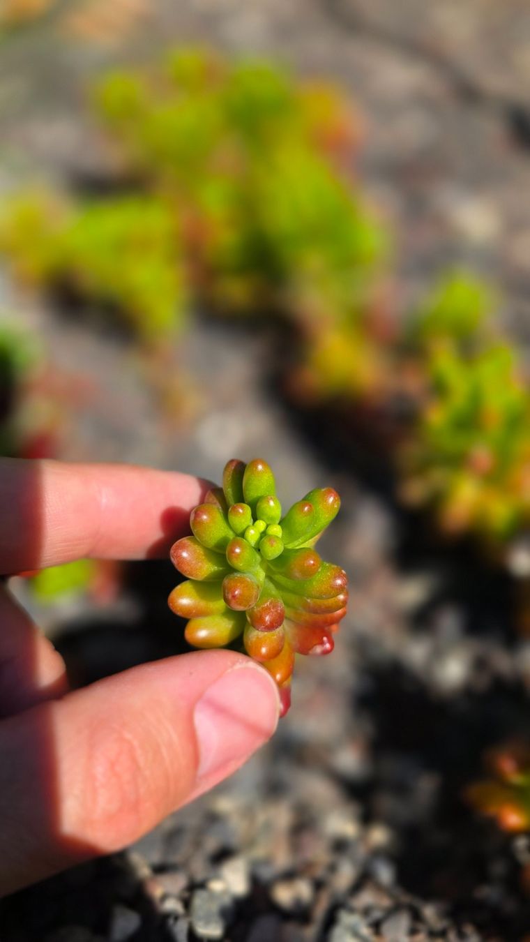 Piante & sementi: Sedum rubrotinctum x3 Stück – Nuovo (secondo la descrizione) da Zürich venduto da The_Plant_Wizard 1