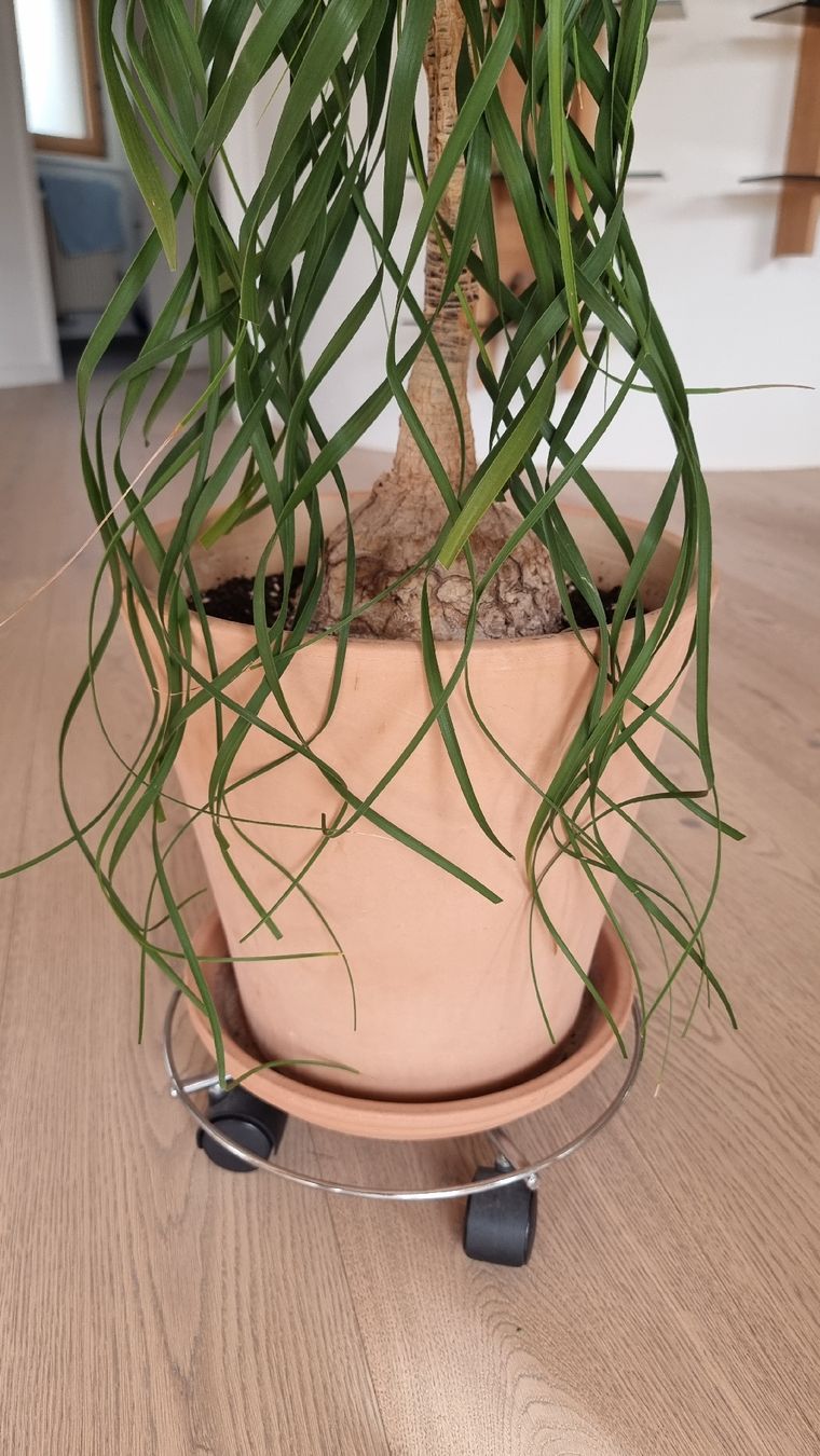 Piante & sementi: Zimmerpflanze – Usato da Bottighofen venduto da buzz02 2
