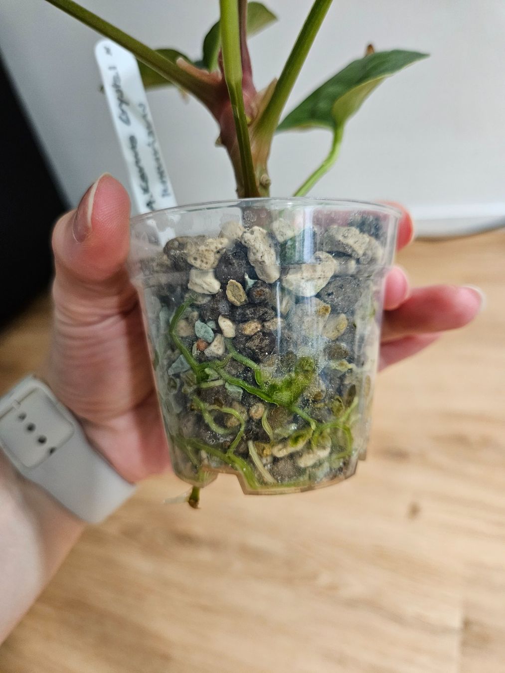 Piante & sementi: Anthurium Karma Crystal x Luxurians – Nuovo (secondo la descrizione) da Buttikon SZ venduto da Jagoda87 3