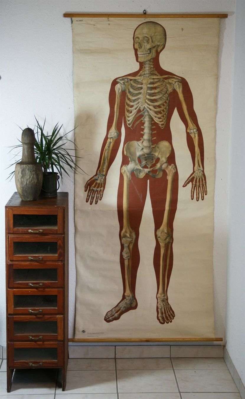 Foto & Immagini: Schulwandbild "Skelett" 184  cm x 89 cm – Usato da Birrwil venduto da brandschatz_birrwil 6