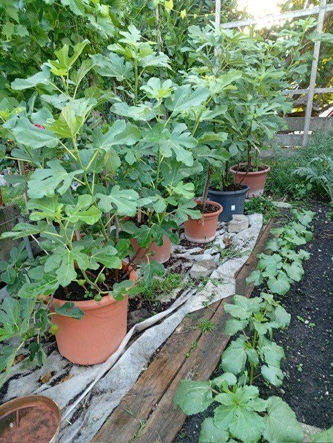 Plantes & graines: Feigenbäume – D'occasion à Langenthal par Shadowman01 4