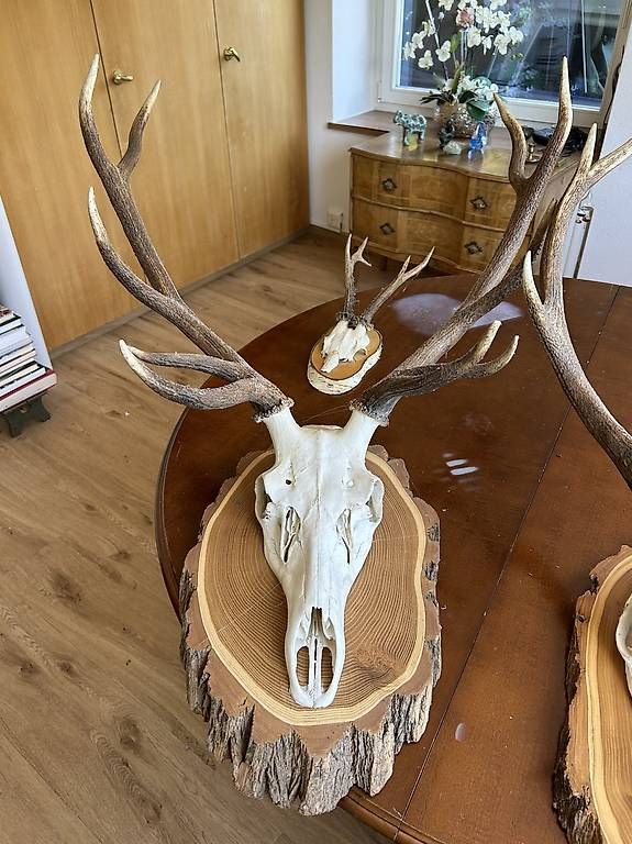 Il mondo degli animali: Original Steinbockgeweih aus dem Alpstein  – Usato da Oberlunkhofen venduto da valbella2 1
